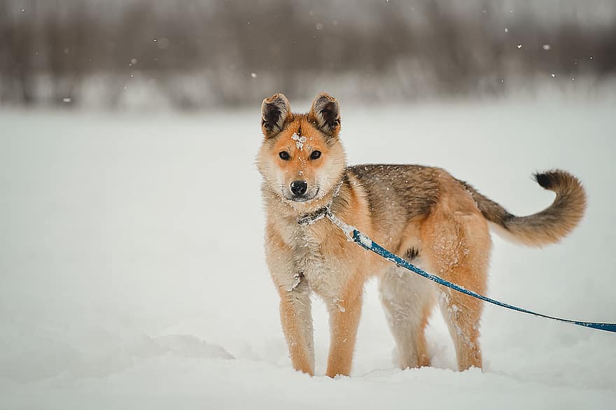 pies, młody, szczeniak, psi, krajowy, towarzysz, zwierzę domowe, śnieg, pogoda, płatki śniegu, spacerować