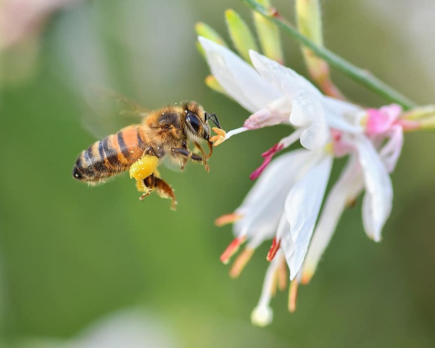 abeille, insecte, fleur, pétales, fourrage, pollen, animal