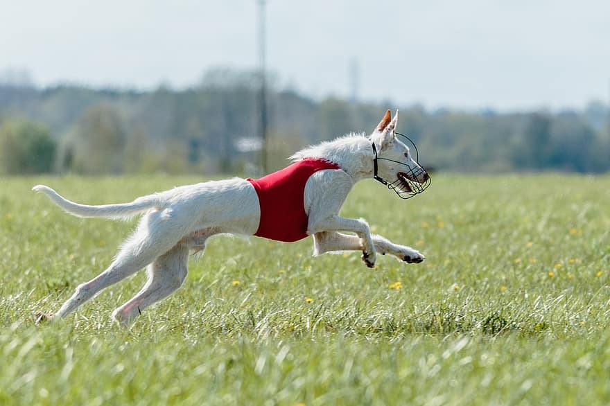 Dog, Running, Field, Outdoors, Active, Animal, Agility, Athletic, Canine, Competition, Fun