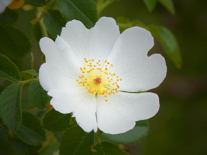 σκύλος-τριαντάφυλλο, λουλούδι, rosa canina, ύπερος άνθους, στημόνας, λευκό λουλούδι, πέταλα, λευκά πέταλα, ανθίζω, άνθος, χλωρίδα