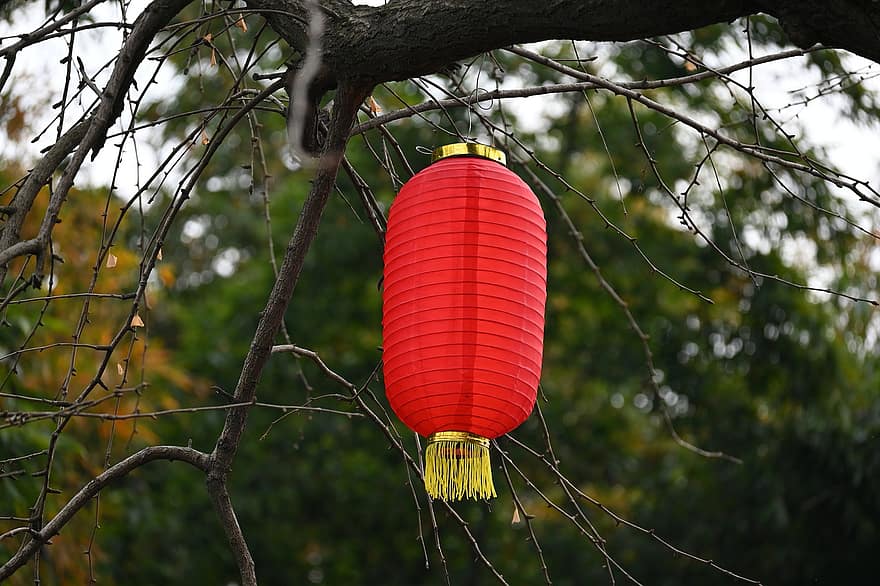 lanterne, nouvel An chinois, jardin, Festival, Festival de printemps, des cultures, fête, décoration, pendaison, arbre, culture chinoise