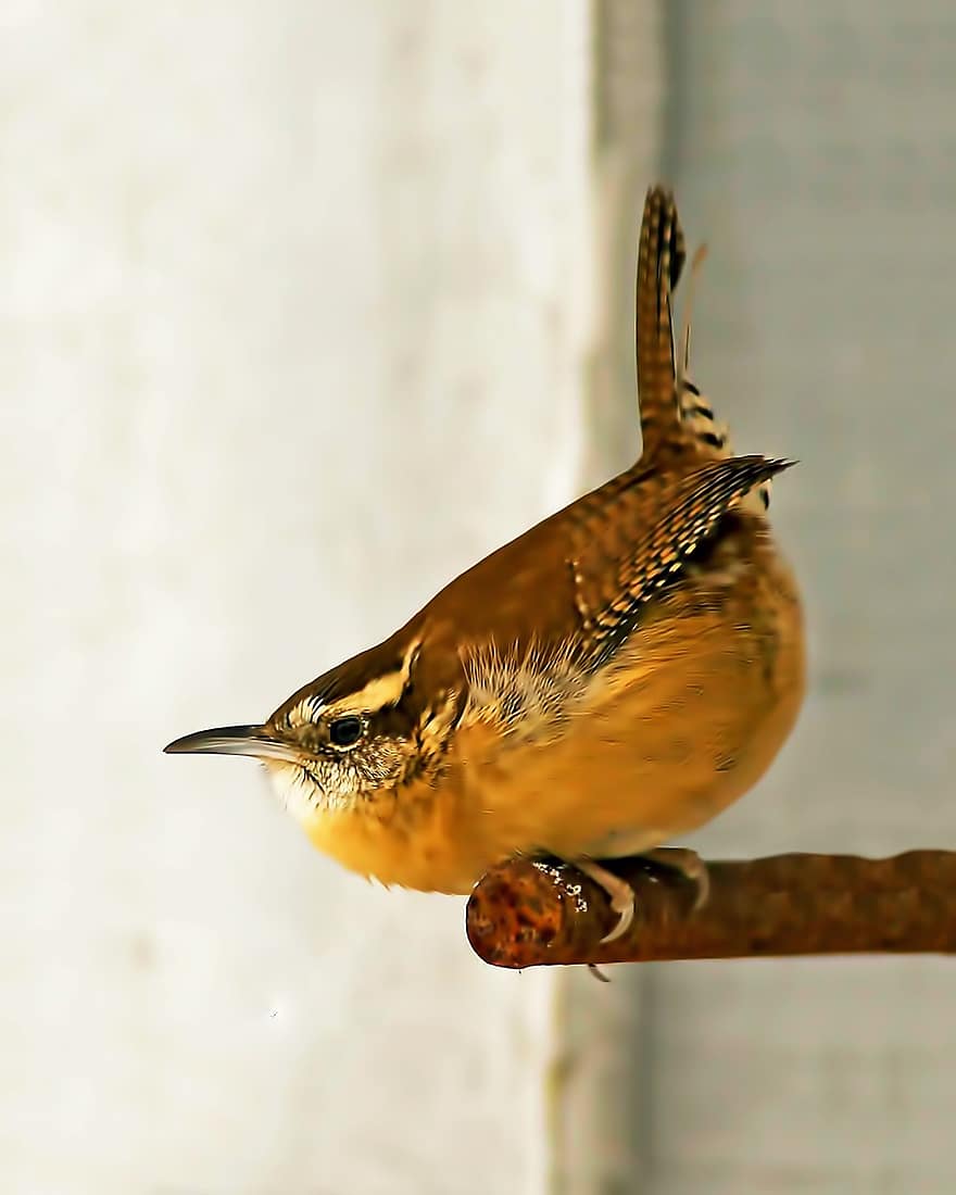 Bird, Carolina Wren, Ornithology, Species, Fauna, Avian