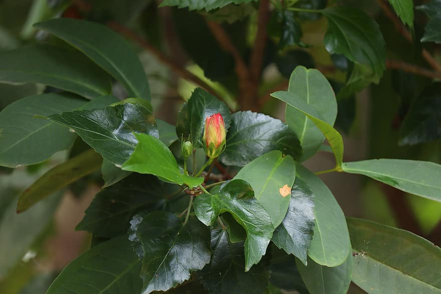Flower, Bud, Leaves, Foliage, Nature, Outdoor, Garden