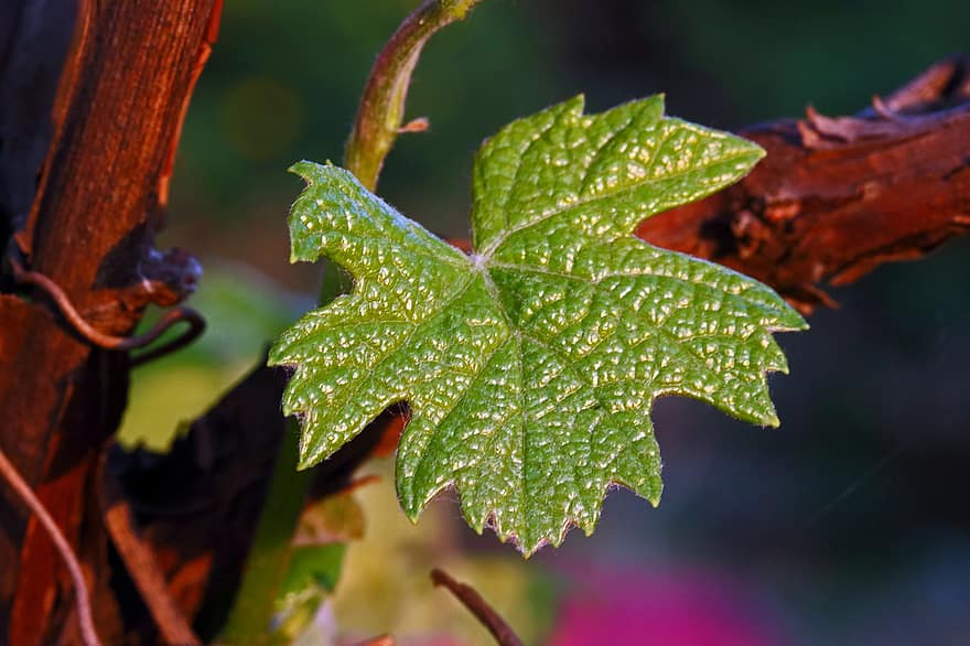 Leaf, Foliage, Texture, Veins, Young, Grape, Tender, Green, Spring, Vine