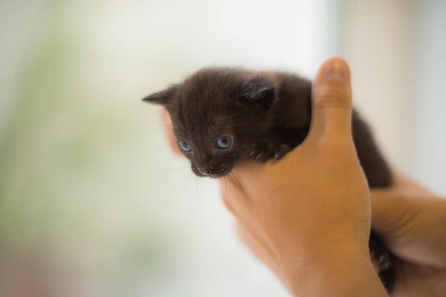 kočka, kotě, domácí zvíře, koťátko, Černá kočka, Koťátko, mladá kočka, zvíře, domácí kočka, Kočkovitý, savec