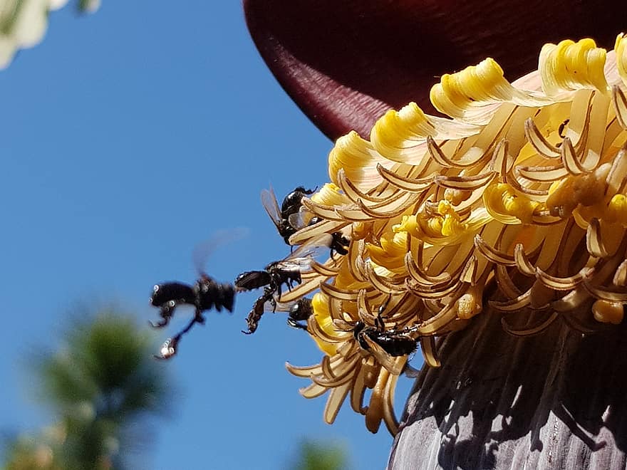 針のないミツバチ、バナナの花、虫、飛行、蜂、工場、自然