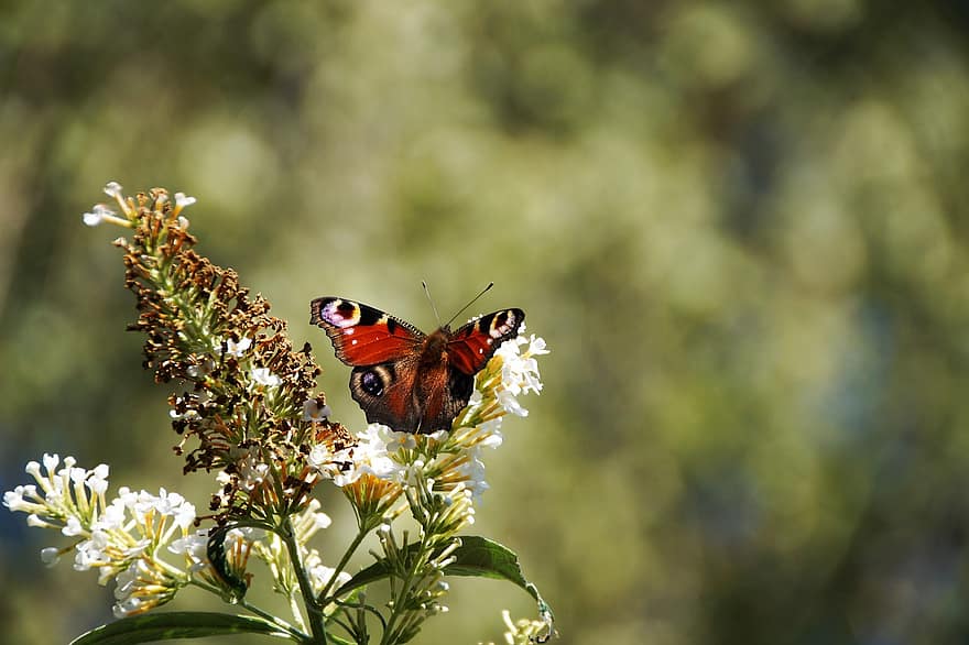 Schmetterling, bestäuben, Bestäubung, Blumen, Flora, Fauna, Schmetterlinge, Insekt, Schmetterlingsflügel, geflügelt, Natur