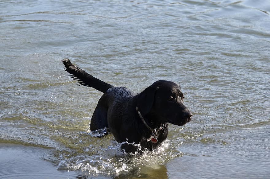 Labrador, pies pływanie, woda, zabawa, przyjaciel