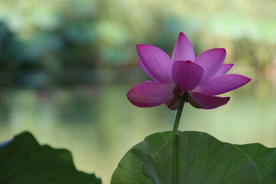 Flower, Lotus, Plant, Pink Flower, Petals, Aquatic Plant, Nature, Pond, Closeup, Pink Petals, Bloom