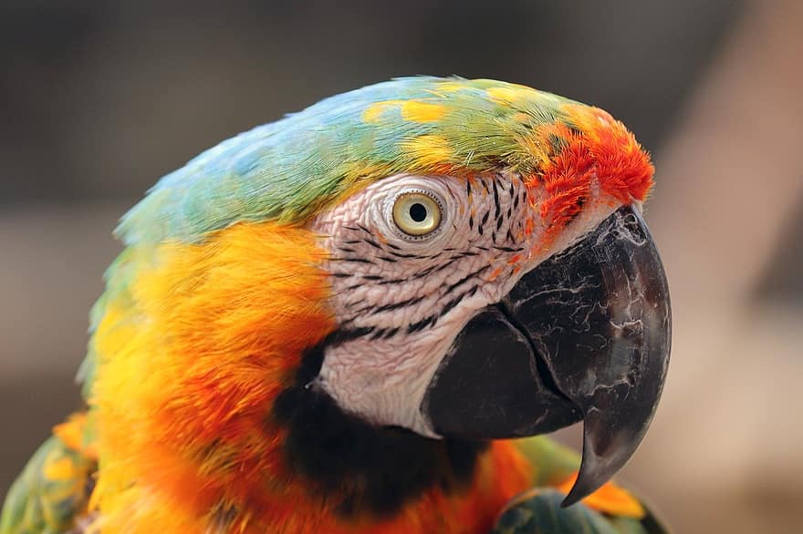 птица, папагал, многоцветен, цветни пера, животно, портрет, ara ararauna, ara erythrocephala, наблизо, клюн, многоцветни