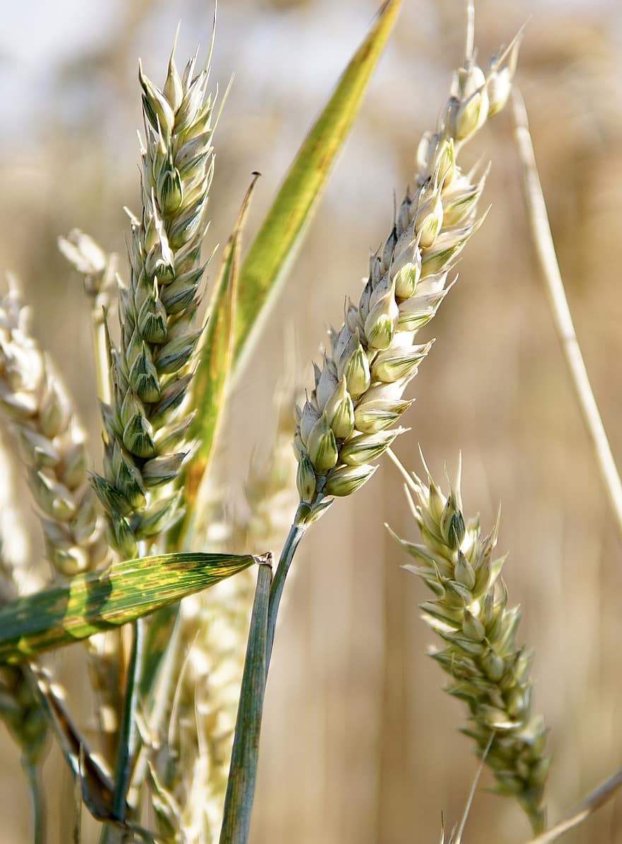 kvieši, tuvplāns, graudaugi, lauksaimniecību, grauds, kukurūzas lauks, raksturs, kviešu lauks, jomā, smaile, lauku