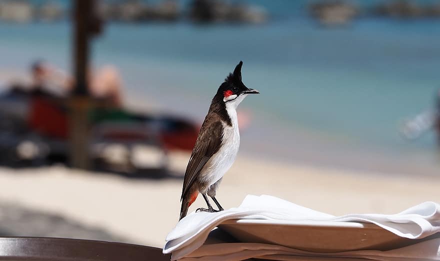 Bird, Beak, Feathers, Plumage, Wings, Avian, Animal, Sea, Beach, Rotohrbülbül, Mauritius