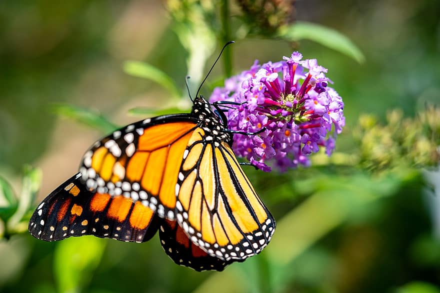 borboleta, monarca, flor, polinização, pólen