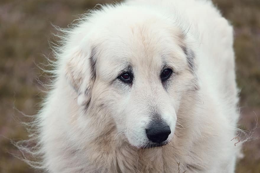 pyrenejský horský pes, Pes, domácí zvíře, psí, zvíře, srst, čenich, savec, portrét psa, domácí mazlíčci, roztomilý