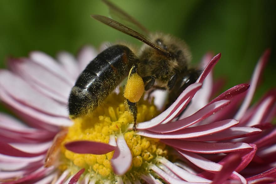 včela, květ, nektar, včelí med, hmyz, zvíře, rostlina, zahrada, Příroda