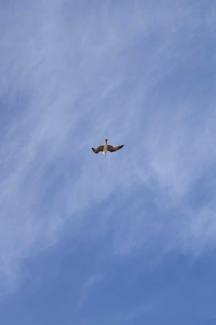 птица, небо, облака, Чиклана де ла Фронтера, Cadiz, Испания