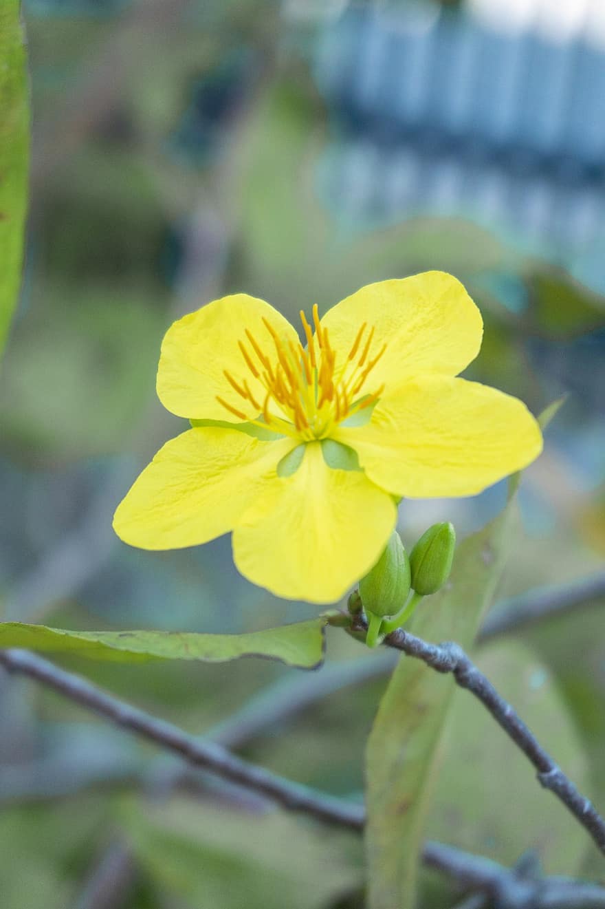 Κίτρινο λουλούδι Mai, λουλούδι, φυτό, άνθος βερίκοκου, κίτρινο άνθος, πέταλα, μπουμπούκια, ανθίζω, ανοιξιάτικο λουλούδι, φύλλα, κλαδί