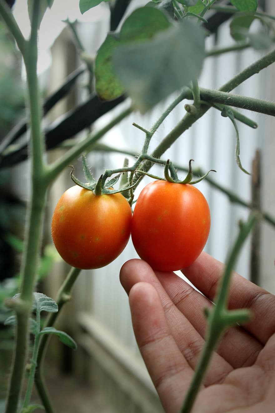 tomater, frukt, växt, hand, mat, ätlig, organisk, naturlig, producera, trädgård, natur