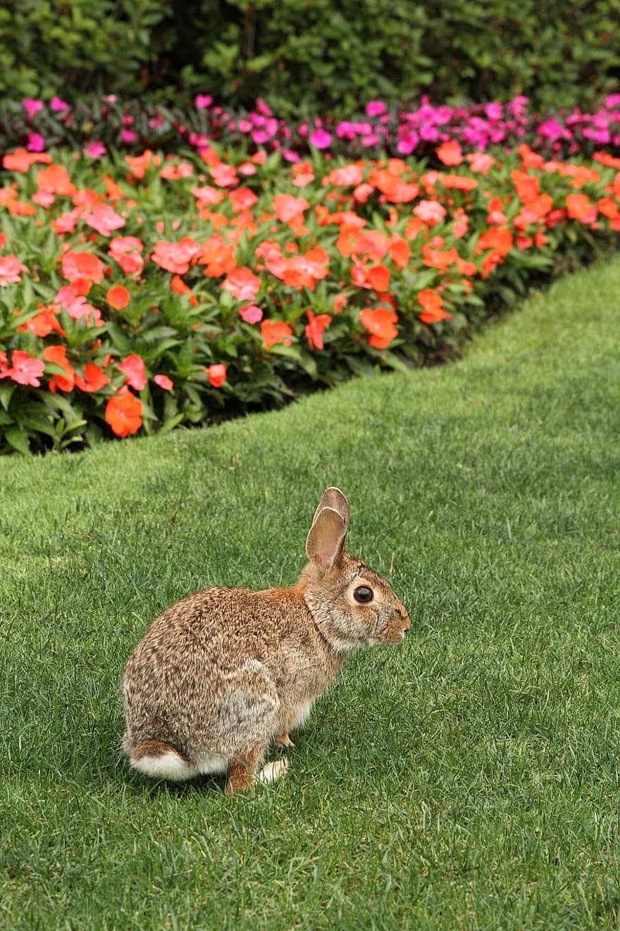 토끼, 꽃들, 착한 애, 생생한, 귀엽다, 동물, 봄