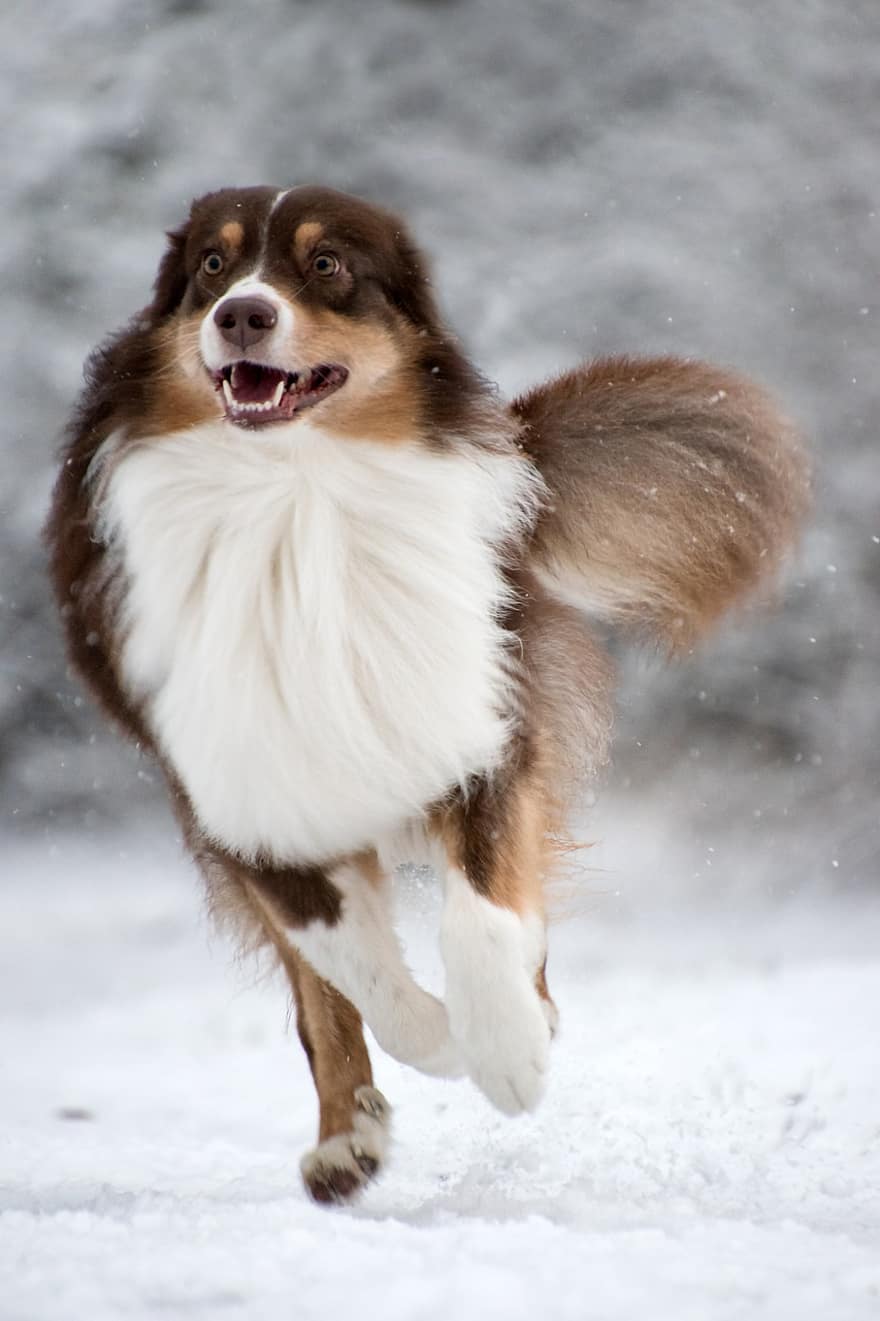 オーストラリアンシェパード、犬、雪、雪が降る、ペット、動物、飼い犬、犬歯、哺乳類、可愛い、ランニング