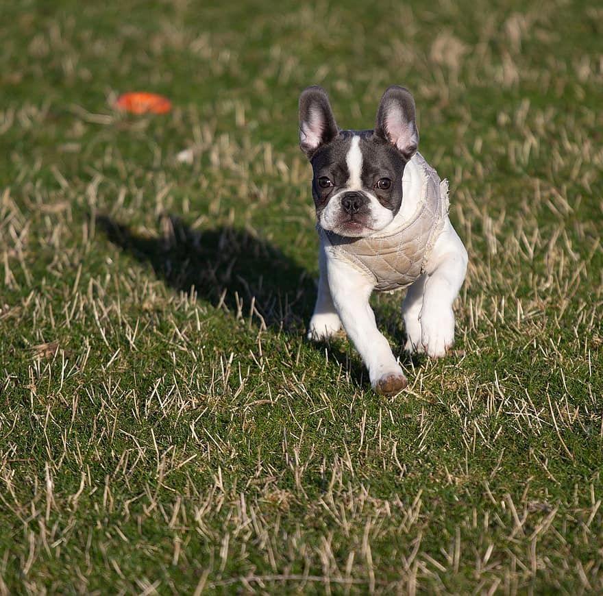 개, 불독, 강아지, 달리는, 낚시꾼, 추적, 놀이, 착한 애, 귀엽다, 애완 동물, 잔디