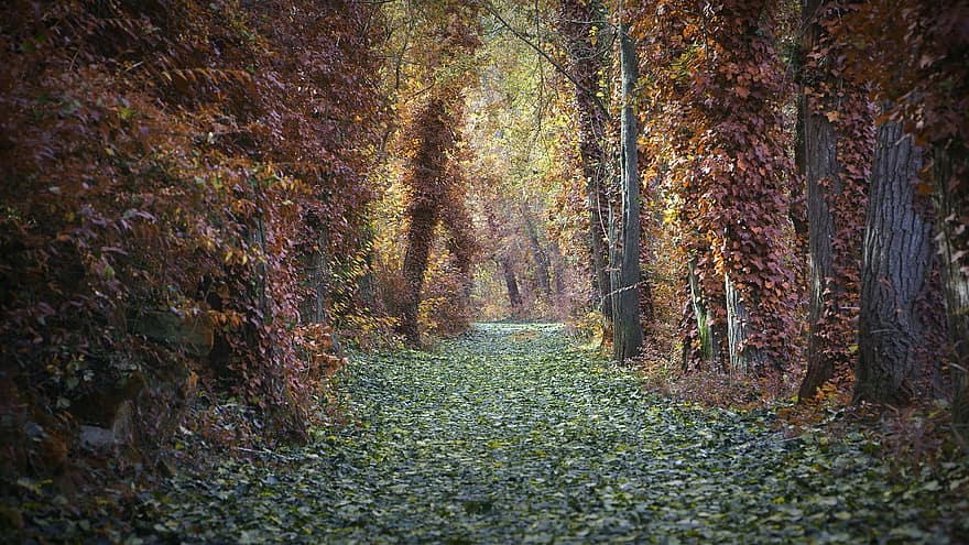 rudenī, ceļš, lapas, zaļumi, rudens lapas, rudens zaļumi, rudens krāsas, rudens sezona, kritums zaļumiem, kritums lapas, krītošas ​​krāsas