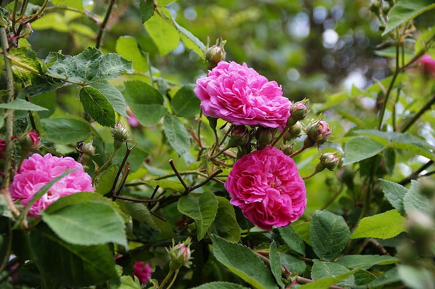 rosas, rosas rosadas, Flores rosadas, las flores, Rosal, jardín de rosas, arbusto, flora, floración, hoja, planta
