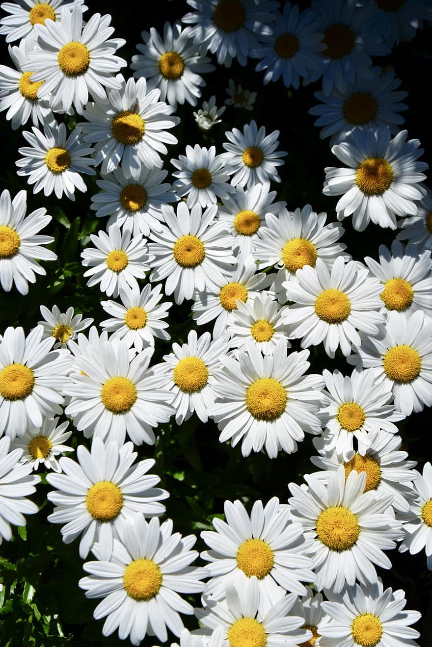 daisy, blomst, natur, sommer, flor, have, hvid, plante, blomstre, flora, botanisk