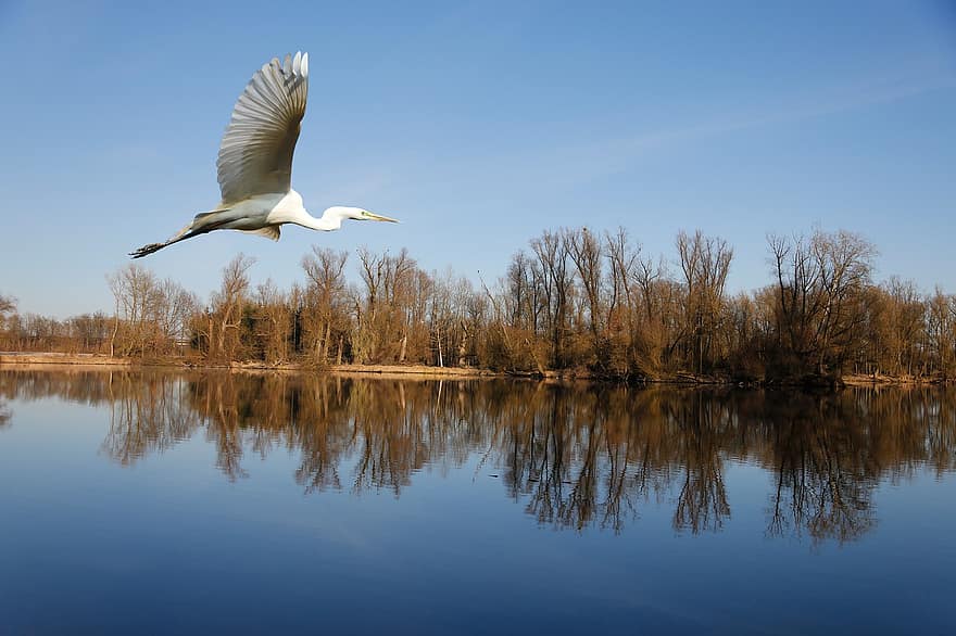 Great Egret, Flying, Lake, Bird, Egret, Heron, Water Bird, Fish Eater, Animal, Wildlife, Wings
