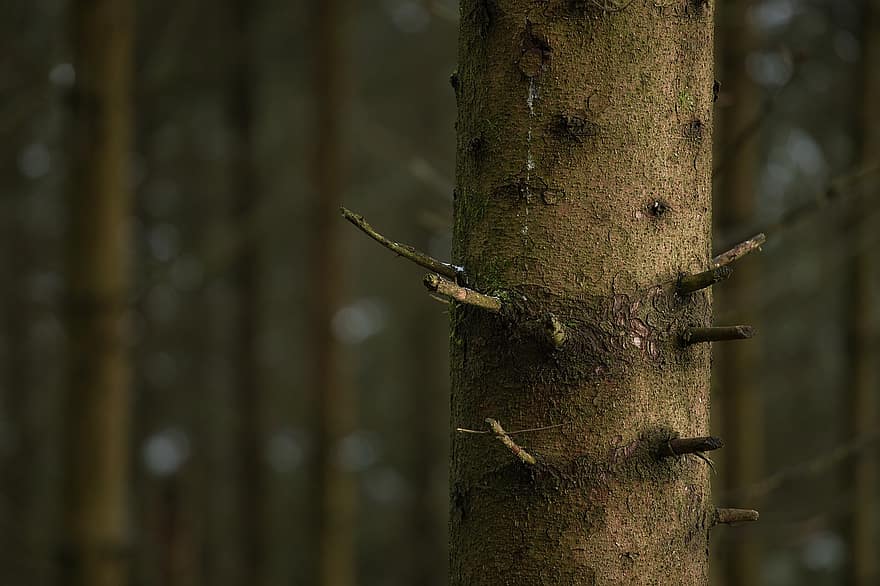 Tree, Tree Trunk, Bark, Wood, Branches, Forest, Resin, Woods, Nature, branch, close-up