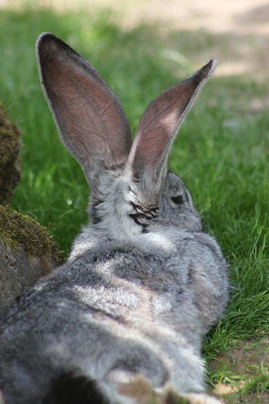 Con thỏ, con thỏ, thú vật, vật nuôi, động vật có vú, dễ thương, đáng yêu, cỏ, đôi tai, tai động vật, nông trại