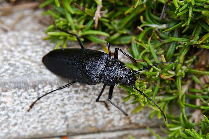 kumbang, serangga, bug, hewan, Invetebrata, tanah, carabidae, elytra, antena
