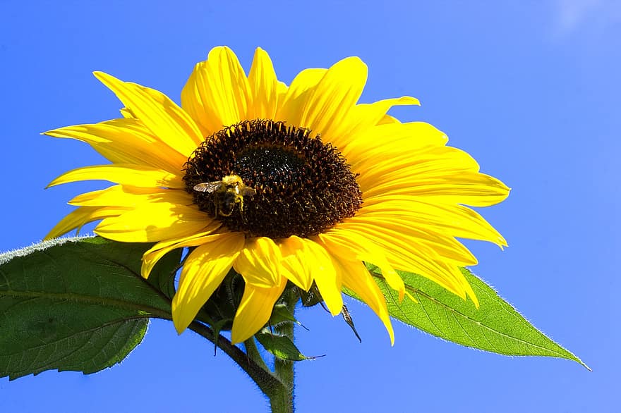 слънчоглед, цвете, земна пчела, пчела, насекомо, жълто цвете, листенца, разцвет, листа, растение, градина