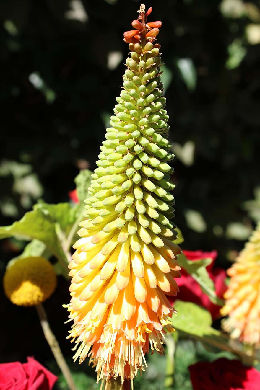 Flower, Torch Lily, Plant, Colorful, Nature, Kniphofia Uvaria