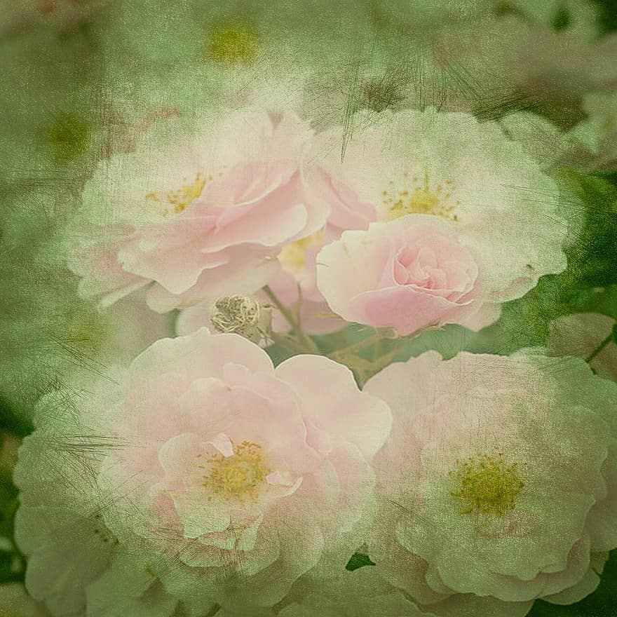 Roses, Peony, Background, Pink, Green, Playful, Scrapbook, Decor, Decoration, Cetacean, Blossom