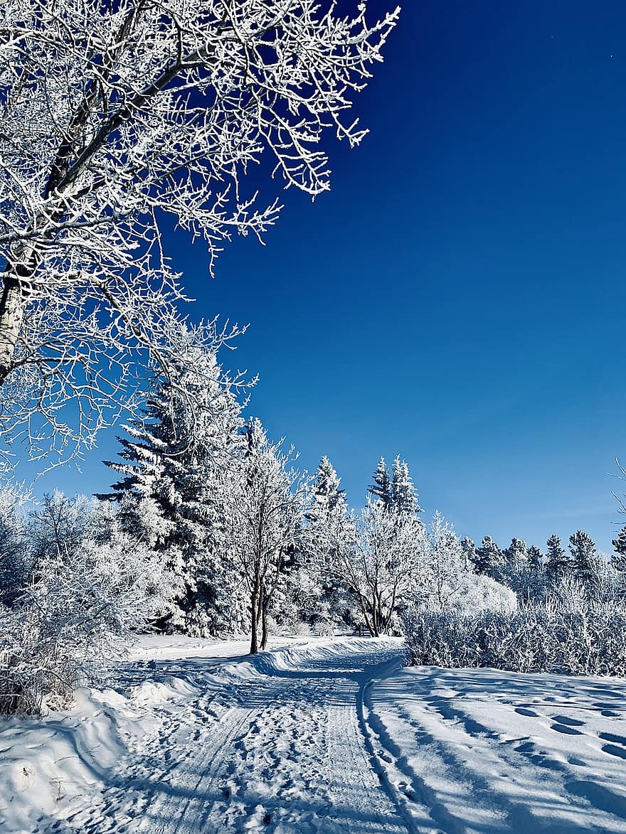 hiver, forêt, les bois, Canada, Alberta, la nature, neige, arbre, bleu, saison, gel