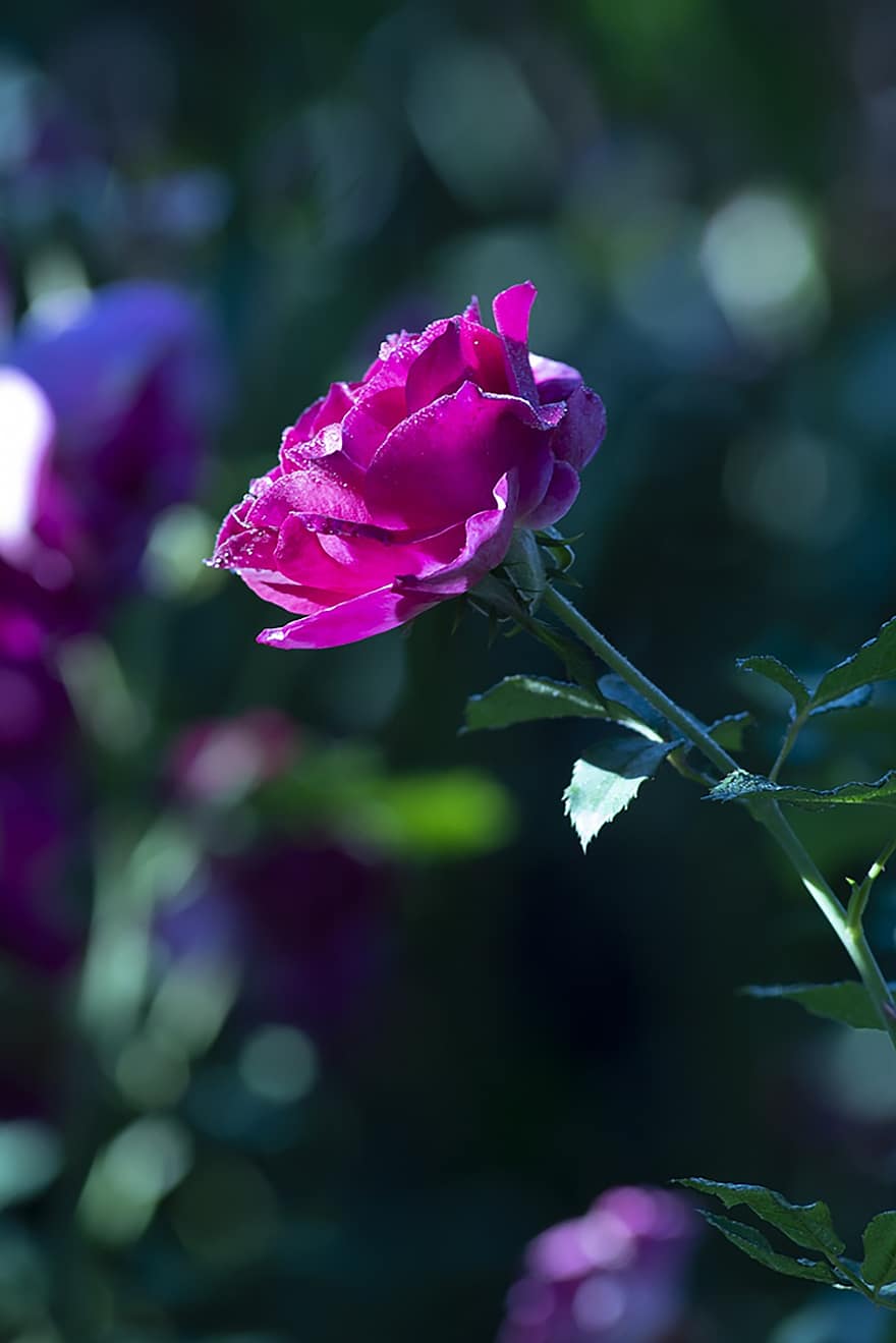 Роза, розовая роза, цветок, розовый цветок, лепестки, цвести, цветение, завод, цветущее растение, декоративное растение, Флора