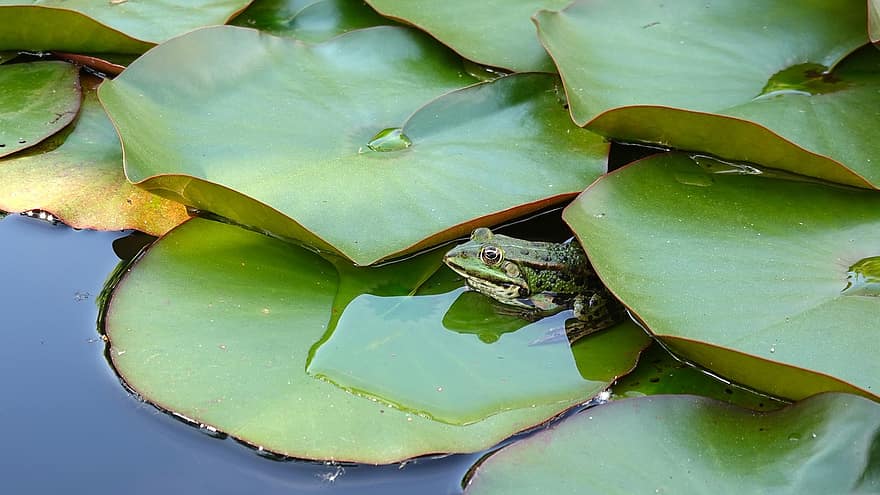 Frog, Animal, Pond, Lily Pads, Water, Nature, Amphibian, Swim, Vertebrate