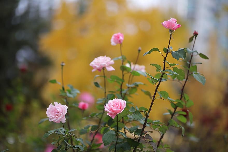 Роза, осень, цветок, лист, завод, летом, лепесток, крупный план, головка цветка, разноцветный, цвести