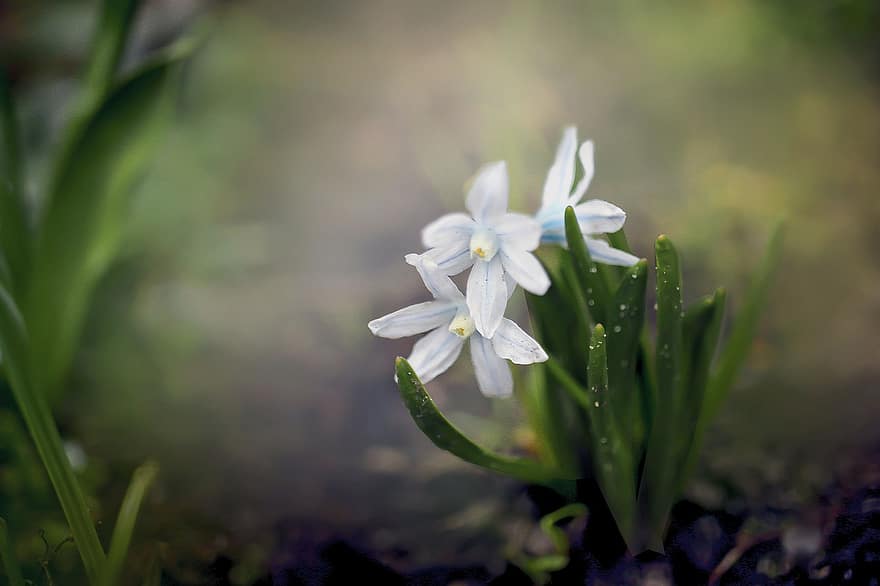 Striped Squill, Flowers, Plant, White Flowers, Petals, Bloom, Flora, Garden, Spring, Nature, Closeup