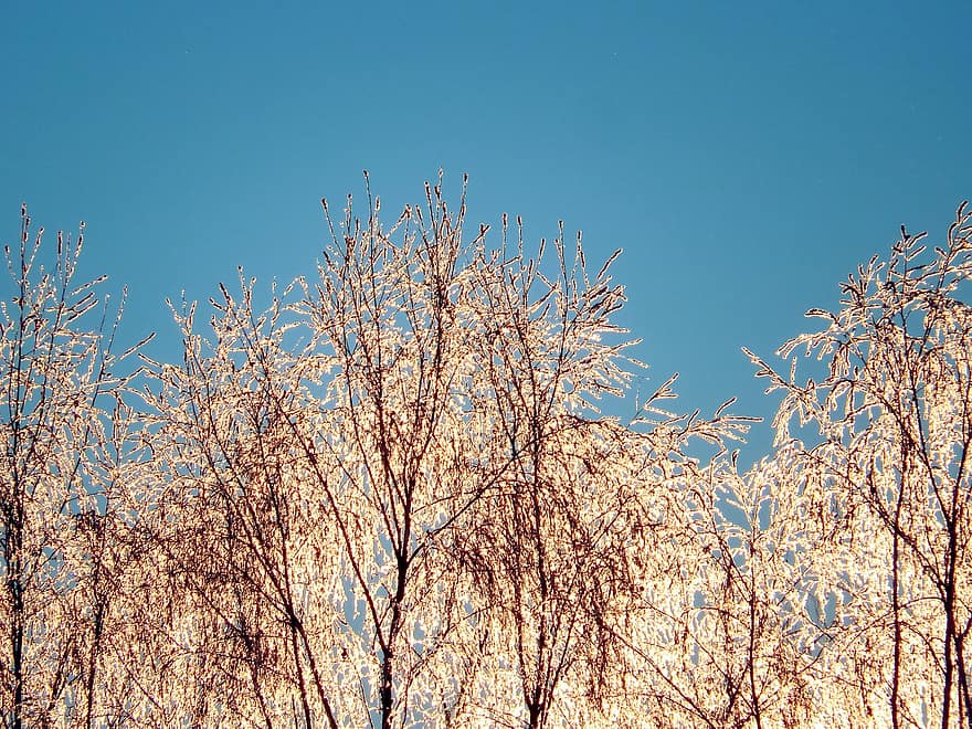 copaci, lumina soarelui, iarnă, dimineaţă, albastru, copac, sezon, vară, toamnă, galben, plantă