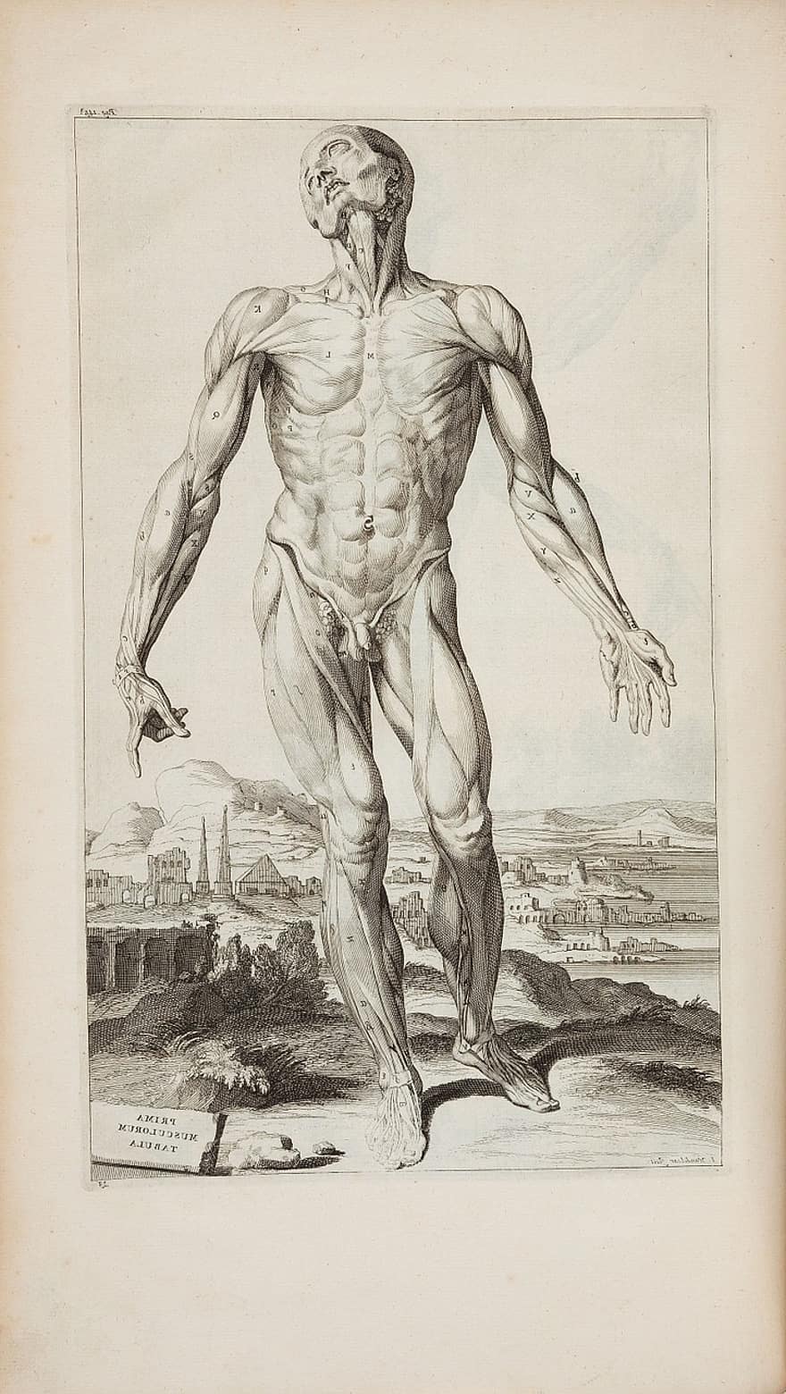 Andreas Vesalius, 1725, Opera Omnia Anatomica Chirurgica, ihmisen anatomia, Anatomia piirustus, anatomia, piirustus, muste, vuosikerta, vanha, ihmisen