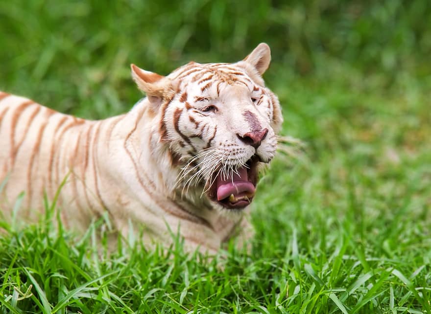 dyr, tiger, hvit tiger, pattedyr, arter, fauna, stripete, gress, bengal tiger, feline, undomesticated cat