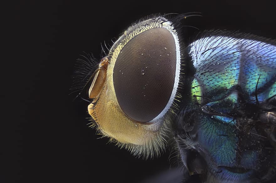 létat, hmyz, makro, detail, zvířecí oko, moucha, zvířecí hlavy, létající, vícebarevné, zaměřit se na popředí, zelená barva