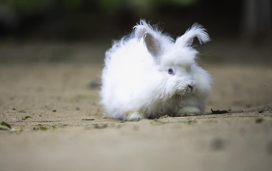 kanin, hvit kanin, kjæledyr, hus kjæledyr, søt, liten, fluffy, gress, ungt dyr, pels, gård