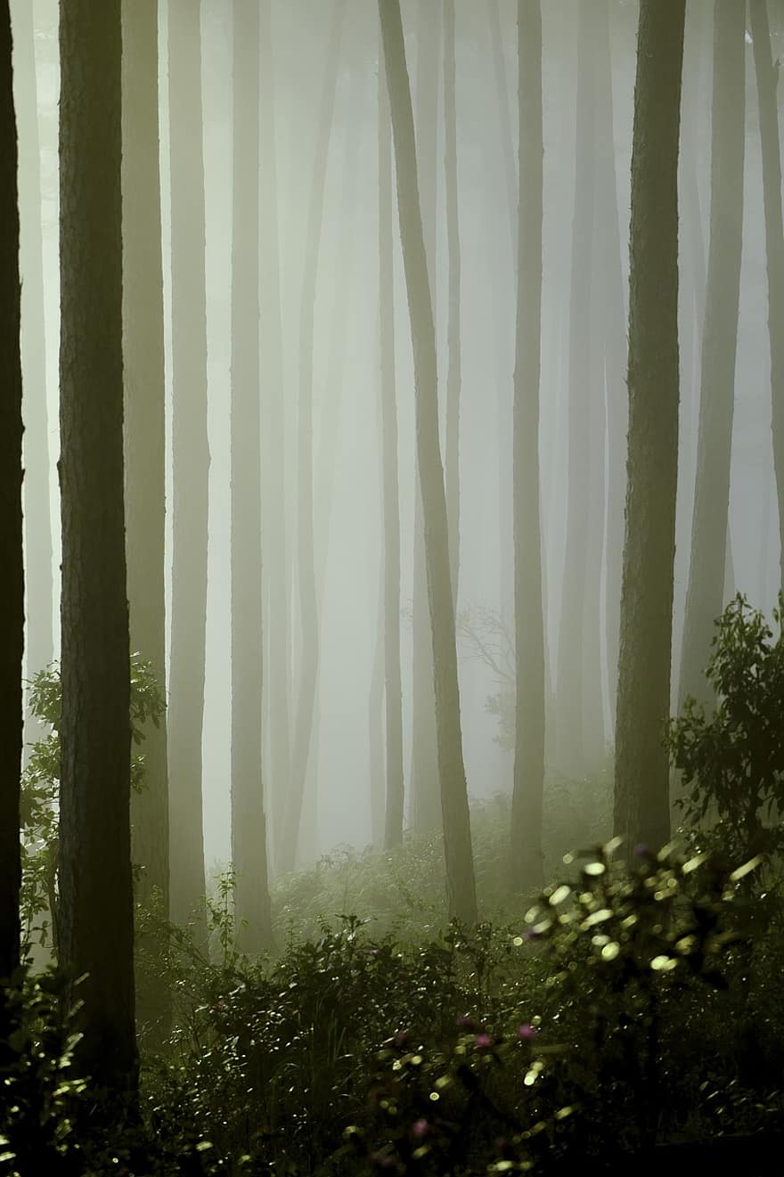 pin, forêt, brouillard, paysage, arbre, mystère, l'automne, feuille, saison, plante, lumière du soleil