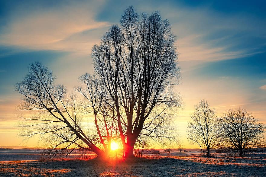 matahari terbit, musim dingin, pagi, pohon, bidang, alam