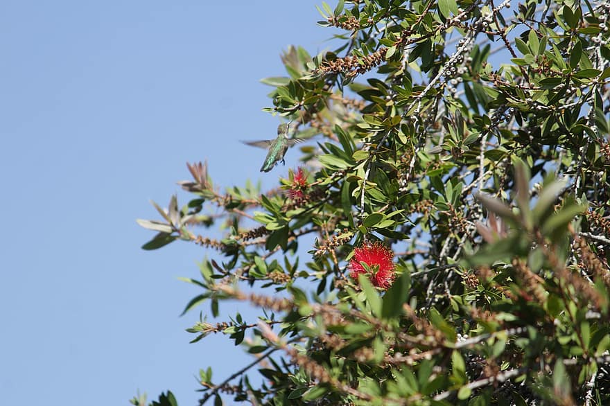 zumbador, pájaro, cepillo de botella, néctar, rojo, naturaleza, colibrí