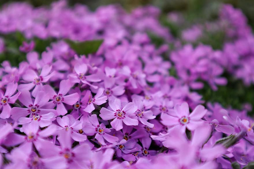 цветы, фиолетовые цветы, фиолетовые лепестки, цветение, завод, цвести, природа, сад, Флора, цветоводство