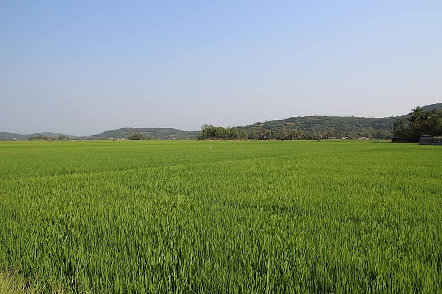 В'єтнам, Азія, поле, рис, фермер, сільське господарство, ферми, зелений, природи, подорожі, небо